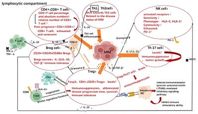 Different evasion strategies in multiple myeloma